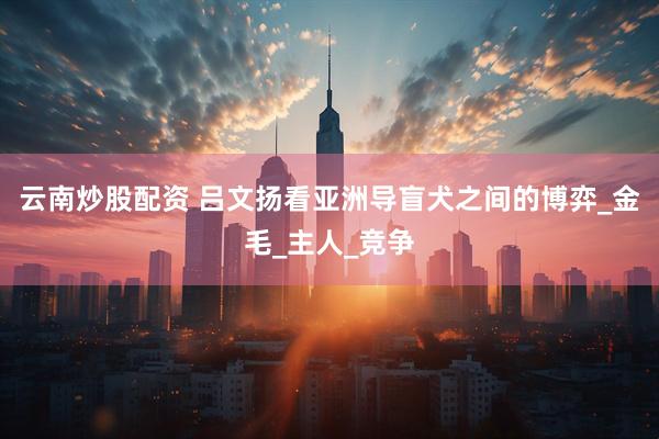 云南炒股配资 吕文扬看亚洲导盲犬之间的博弈_金毛_主人_竞争