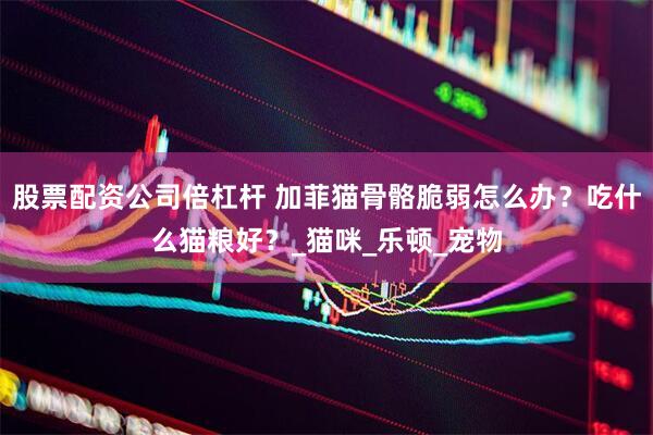 股票配资公司倍杠杆 加菲猫骨骼脆弱怎么办？吃什么猫粮好？_猫咪_乐顿_宠物